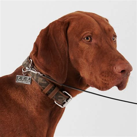 fendi collar shirt|luxury leather dog collars.